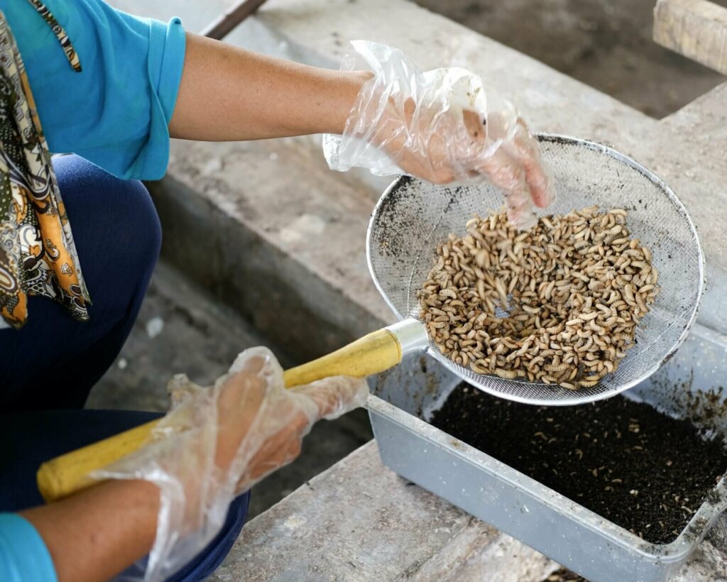 Bug for your Buck: The Case for Investing in Insect-based Waste ...